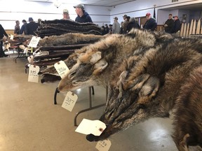 In this Feb. 2, 2019 photo, Coyote pelts for sale line tables at a trappers' auction in Herkimer, N.Y. Coyote pelts are in big demand to provide the lush, silvery or tawny-tinged arcs of fur on the hoods on Canada Goose coats and their many global imitators.