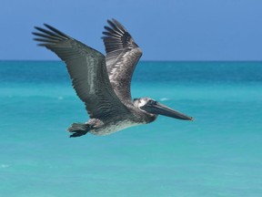 A pelican swooping along a Cuban beach is easy to identify but anyone seeking aid to identify other curious birds can look to Orlando Garrido and Arturo Kirkconnell's Field Guide to the Birds of Cuba. (BARBARA TAYLOR, The London Free Press)