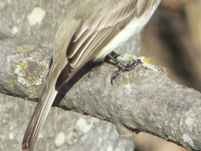 Eastern phoebes have already arrived back in Ontario. Their modest crest and drab plumage are typical of many flycatchers. The phoebe has faint wingbars, a dark head, and a tail that is constantly flicking. This bird was at London's Westminster Ponds. PAUL NICHOLSON/SPECIAL TO POSTMEDIA NEWS