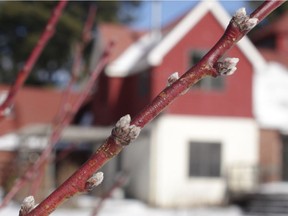 Swelling buds indicate that peach trees are stirring this time of year, a time when these and other flowering and fruiting trees are best kept asleep as long as possible. (Lee Reich, The Associated Press)