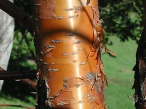 The coppery-red, peeling bark of paperbark maple is but one of the ornamental qualities that make this small tree well worth growing. (Lee Reich/via AP)