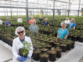 Eve & Co. CEO Melinda Rombouts (front) with three quarters of her management team (all female) inside a greenhouse at the licensed producer of cannabis in Strathroy. L to R Marilyn Furtah, Becky Smith, Amanda Jasevicius , Lindsay Bass, Teresa Jamieson, Karen O'Hagan, Jordynn Bellback, Kelsey Jobson,Patti Moniz, Cathy Peters, and Christine Bell. Derek Ruttan/The London Free Press