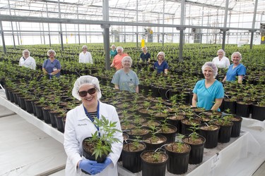 Eve & Co. CEO Melinda Rombouts (front) with three quarters of her management team (all female) inside a greenhouse at the licensed producer of cannabis in Strathroy. L to R Marilyn Furtah, Becky Smith, Amanda Jasevicius , Lindsay Bass, Teresa Jamieson, Karen O'Hagan, Jordynn Bellback, Kelsey Jobson,Patti Moniz, Cathy Peters, and Christine Bell. Derek Ruttan/The London Free Press