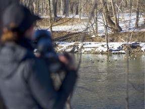 Estela Quintero-Weldon watches ducks and mergansers using her zoom camera along the Thames River below the old Springbank dam in London.  Quintero-Weldon says bird photography is a hobby that she loves, "I'm out every day, love the birds, the exercise and just nature."(Mike Hensen/The London Free Press)