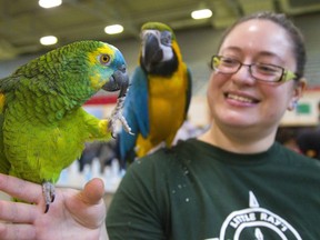 Haley Yorke, of Guelph shows off her two parrots a blue-fronted amazon parrot named Joey and a blue and yellow Macaw called Sky at the Little Ray's Nature Centre show at the Western Fair's Agriplex in London. (Mike Hensen/The London Free Press)