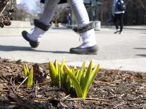 Flowers have sprung up in Western University gardens on the first day of spring in London on Wednesday. But people haven't put away their winter boots just yet. Derek Ruttan/The London Free Press/Postmedia Network