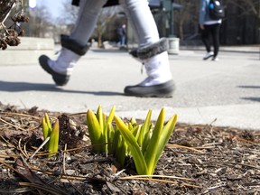 Flowers have sprung up in Western University gardens on the first day of spring in London, Ont. on Wednesday March 20, 2019. But people haven't put away their winter boots just yet. Derek Ruttan/The London Free Press/Postmedia Network