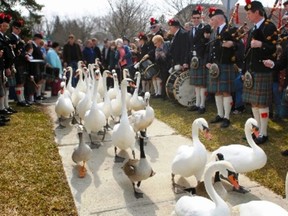With much pomp and ceremony, the Stratford Police Pipes and Drums shows the way for the swan procession to the Avon River.