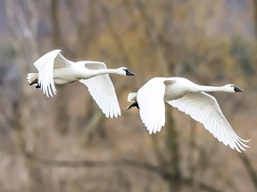 Tundra swans migrate each spring from Chesapeake Bay on the Atlantic coast of the U.S. through Southwestern Ontario to their breeding grounds in the Canadian Arctic. These birds were at the Aylmer Wildlife Management Area in east Elgin County. (DARWIN KENT/SPECIAL TO POSTMEDIA NEWS)