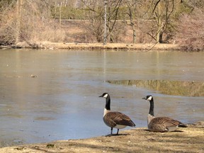 They don't know it yet, but Stratford's geese could get the heave-ho this spring as city politicians consider unleashing the dogs. (Galen Simmons/Postmedia Network)