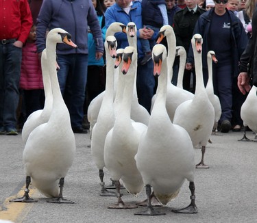 City officials and volunteers usher Stratford's swans back into Lake Victoria Sunday afternoon during the city's annual parade from their winter home. (Cory Smith/Postmedia News)