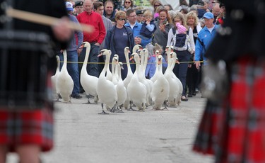 The Stratford Police Pipes and Drums band marched the swans back to the water. (Cory Smith/The Beacon Herald)