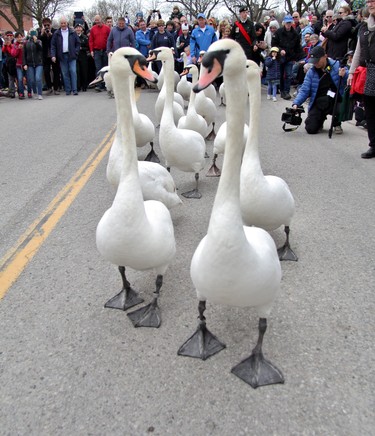 Swans waddled down Morenz Drive and the Lakeside Drive before entering Lake Victoria. (Cory Smith/The Beacon Herald)