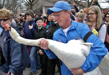 Quin Malott, Stratford's manager of parks, forestry and cemeteries, carries a young female swan the rest of the parade route. (Cory Smith/The Beacon Herald)