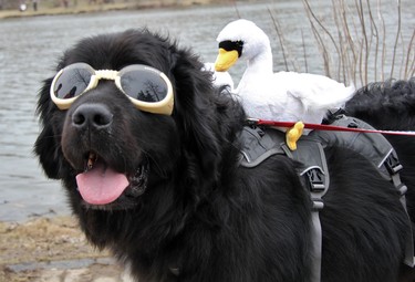 Tickles, a three-and-a-half-year-old Newfoundland dog, got into the swan parade spirit. (Cory Smith/The Beacon Herald)