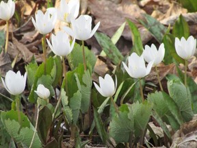 Bloodroot is one of our earliest spring wildflowers. This pretty plant got its name for the bright red sap that can be seen in its roots.         (PAUL NICHOLSON/SPECIAL TO POSTMEDIA NEWS)