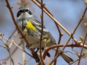 Yellow-rumped warblers are the first of our warblers to arrive back each spring. This week, at Point Pelee National Park, approximately twenty warbler species may be seen. PAUL NICHOLSON/SPECIAL TO POSTMEDIA NEWS