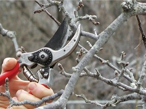 Apple trees bear fruits on long-lived, stubby spurs, but these must be pruned eventually to stimulate younger, new spurs and keep them from overcrowding.