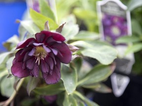 Lenten Rose. (File photo)