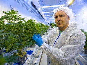 Derek Pedro of WeedMD in Strathroy shows their marijuana plants cloned from large established plants, which will form their outdoor crop stock. (Mike Hensen/The London Free Press)