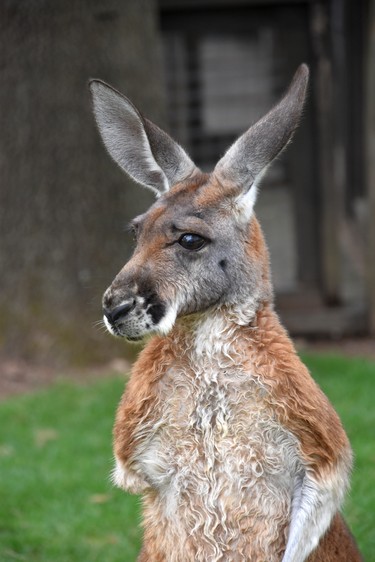 A tri-legged kangaroo is among those visitors to the Nashville Zoo can pet. (WAYNE NEWTON photo)