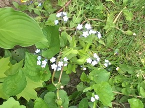 Garlic mustard plant can be identified by its small flowers. (Postmedia Network)