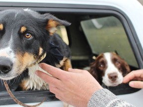 Tessa, left, and Rosie stick their heads out of the AdventureK9 Goose Control Services van on Tuesday in Stratford, where they will work over the next few weeks to scare away some of the Canada geese in the parks. (Terry Bridge/Stratford Beacon Herald)