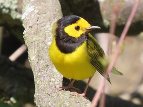 Hooded warblers and other warbler species are among the highlights during spring migration festivals that are ongoing at Rondeau, Point Pelee, and other bird watching hot spots across Southwestern Ontario. (PAUL NICHOLSON/Special to Postmedia News)