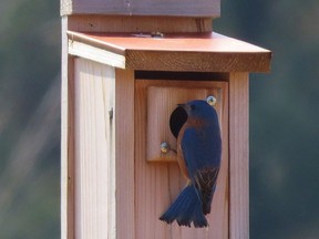 Ontario's eastern bluebird was designated as a "special concern" species in 1984. Populations rebounded through the following decade because of nest box installations and other successful conservation management initiatives. Bluebirds are often seen in grassland areas. (Paul Nicholson/Special to Postmedia News)