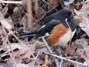 We needn't rely simply on sightings and birdsong to find and identify birds. Hearing a bird such as an Eastern towhee throwing leaves around gives us a useful clue that a bird is in the area. PAUL NICHOLSON/SPECIAL TO POSTMEDIA NEWS