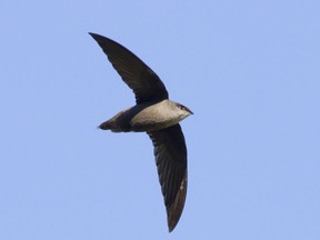 The chimney swift is a remarkable little bird. This "flying cigar" spends all of its waking hours high in the sky feeding on insects. At the same time each evening, a colony of swifts will descend into its home chimney in a dramatic fashion that has been called a swift-nado. RON D'ENTREMONT/SPECIAL TO POSTMEDIA NEWS
