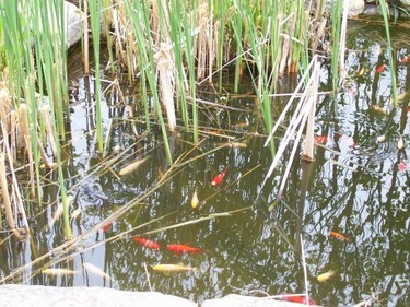 Fish pond at Canning Perennials. Mother's Day, Shunpiker Mystery Tour, 2009 (ROBIN HARVEY, The London Free Press)