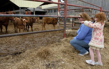 Jennifer Neilans of London and her daughter, Olivia, 5, visit cows at Purple Hill Country Music Hall, one stop on the London Free Press Shunpiker Mystery Tour on Sunday.