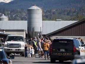 A police officer stands on the property at Excelsior Hog Farm surrounded by people who showed up to support the farmers after protesters occupied a barn, in Abbotsford, B.C., on Sunday April 28, 2019. THE CANADIAN PRESS/Darryl Dyck