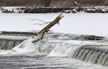 Ice slowly envelopes a large tree that has been lodged for some time now at Wilkes Dam on the Grand River in Brantford, Ontario. The Grand River Conservation Authority has issued a flood watch due to rain and mild temperatures forecast over the next few days. Photographed on Wednesday January 10, 2018. Brian Thompson/Brantford Expositor/Postmedia Network