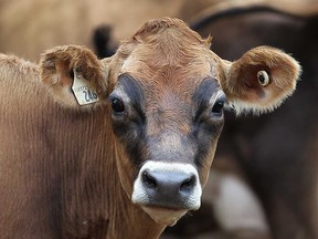 A cow in Kingsville is shown in this September 2015 file photo.