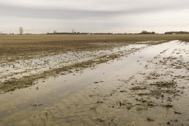 ESSEX, ONT:. MAY 7, 2019 -  A farmer's field is partially flooded north-west of the town of Essex, Tuesday, May 7, 2019.  (DAX MELMER/Windsor Star)