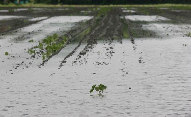 Lasalle, ON. Sep. 15, 2008. This field on Malden Rd. near Lasalle was still covered in water Monday after heavy weekend rains. (The Windsor Star-Dan Janisse)