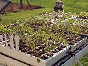 Gradual exposure of seedlings to outdoor conditions is called hardening off, and it readies them for eventual planting out in the garden.