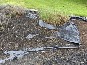 It’s time to banish environmentally unfriendly materials like plastic sheeting and geotextiles from our gardens, Lee Reich writes. (The Associated Press)