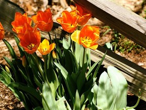 This undated file photo shows spring-blooming tulips.