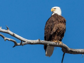 The bald eagle was re-introduced to southern Ontario and with the cleanup of such threats as pesticides, the species has rebounded. Getty Images.