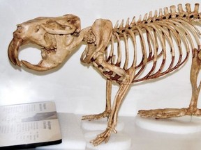 Giant beaver skeleton