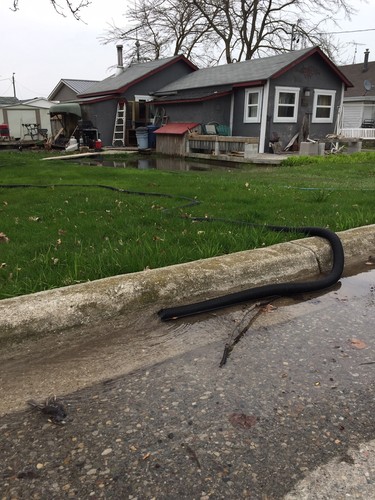 This cottage in Erieau pumps water out of a crawl space flooded by high winds and a high water level on Lake Erie. (ELLWOOD SHREVE, Postmedia News)