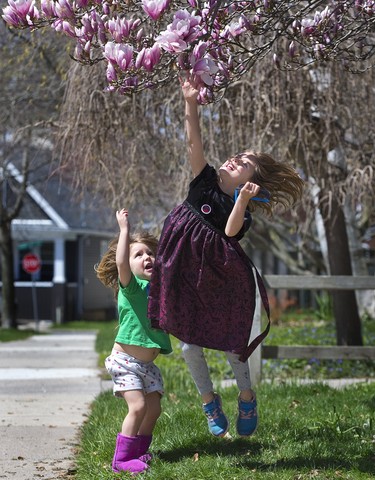 The Galicia sisters Sylvia (3) and Eva (6) test how much they grew over the winter by leaping to touch blossoms on their neighbour's magnolia tree in London, Ont. on Sunday May 5, 2019. The two were enjoying the outdoors with their father Micah and mother Sarah Mann. No trees were harmed in the making of this fun. Derek Ruttan/The London Free Press/Postmedia Network