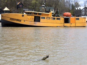 A dead tree breaches the water in Port Stanley harbour on Tuesday. Derek Niles' company Orange Force Marine removes such tree that are hazardous to boats. (Derek Ruttan/The London Free Press)