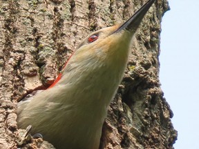 If you listen carefully for the high-pitched peeping of chicks or if you patiently observe adult birds, there is a good chance you will discover a nest. This red-bellied woodpecker was surveying Komoka Provincial Park west of London from its cavity nest this week.         (Paul Nicholson/Special to Postmedia News)