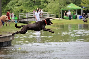 A dog catches some air off the dock at Steve Plunkett's west London property during the Bark in the Park festival on Sunday, June 9, 2019. Hundreds of dog owners and their pooches packed the Elviage Drive property for the annual event that featured performances by Ultimutts Stunt Dog Show and Cruisin’ Paws Agility, a course through which dogs chase a mechanical lure, an off-leash pond, a silent auction and food vendors. Proceeds support surrendered and neglected animals in the London region. (DALE CARRUTHERS, The London Free Press)