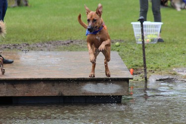 A dog pursues a ball off the dock at Steve Plunkett's west London property during the Bark in the Park festival on Sunday, June 9, 2019. Hundreds of dog owners and their pooches packed the Elviage Drive property for the annual event that featured performances by Ultimutts Stunt Dog Show and Cruisin’ Paws Agility, a course through which dogs chase a mechanical lure, an off-leash pond, a silent auction and food vendors. Proceeds support surrendered and neglected animals in the London region. (DALE CARRUTHERS, The London Free Press)
