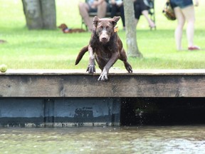 A dog launches from a dock at the Plunkett Estate in west London during the 2019 Bark in the Park festival. (Free Press file photo)